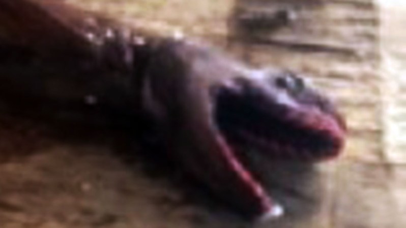 22 DE ENERO, 2015: La imagen de una extraña y dientuda especie de tiburón causó revuelo en las redes sociales.