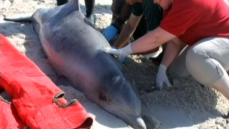 Investigan muerte de cientos de delfines