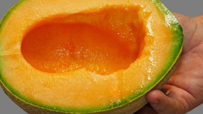 Brote de salmonelosis