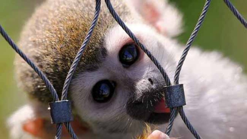 Animales preciosos, pero mortíferos