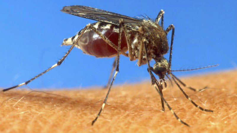 Virus del Nilo impone récord