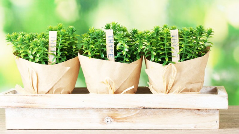 Huerta de plantas para tus remedio caseros