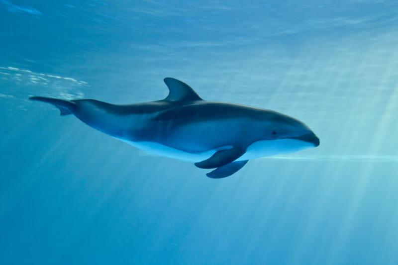 Ponle nombre al nuevo bebé delfín del Shedd Aquarium