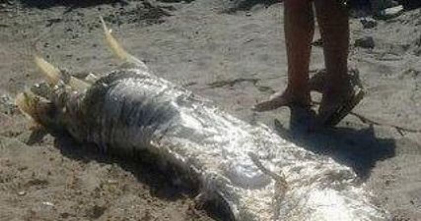 Expertos investigan la procedencia de una gigantesca criatura marina, la cual apareció descompuesta en la orilla de una playa en España.