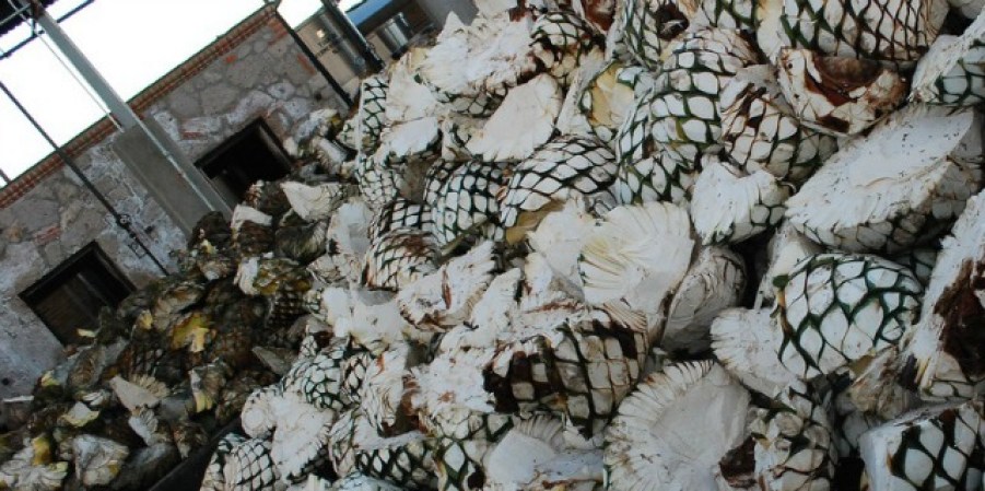 Al corazón de la planta de agave, semejante a una gigantesca piña, se le denomina “mezcal”.