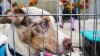 Desocupar los Albergues 2026: lista de refugios en Chicago para adoptar mascotas