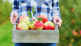 Apple-picking-shutterstock_401904943