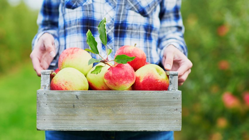 Apple-picking-shutterstock_401904943