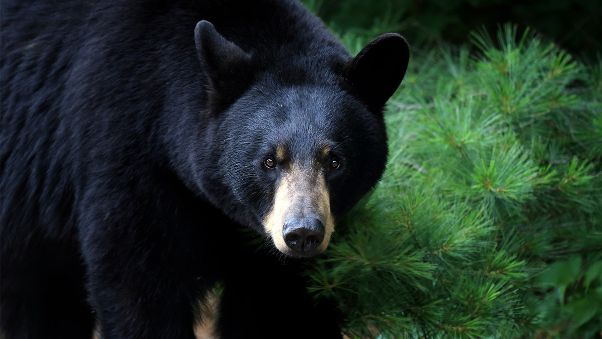 un-oso-negro-se-desplaza-por-partes-de-illinois-telemundo-chicago