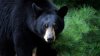 Un oso negro se desplaza por partes de Illinois