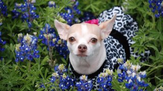 Bluebonnet-Chihuahua