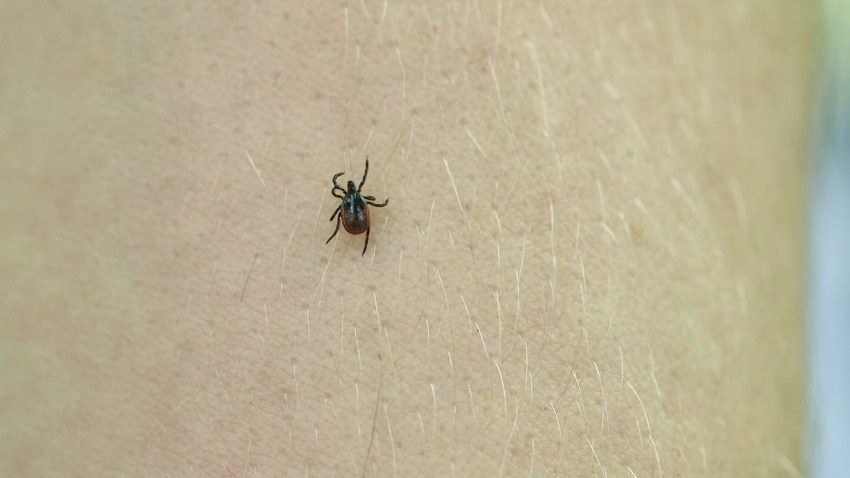 CR Ticks
