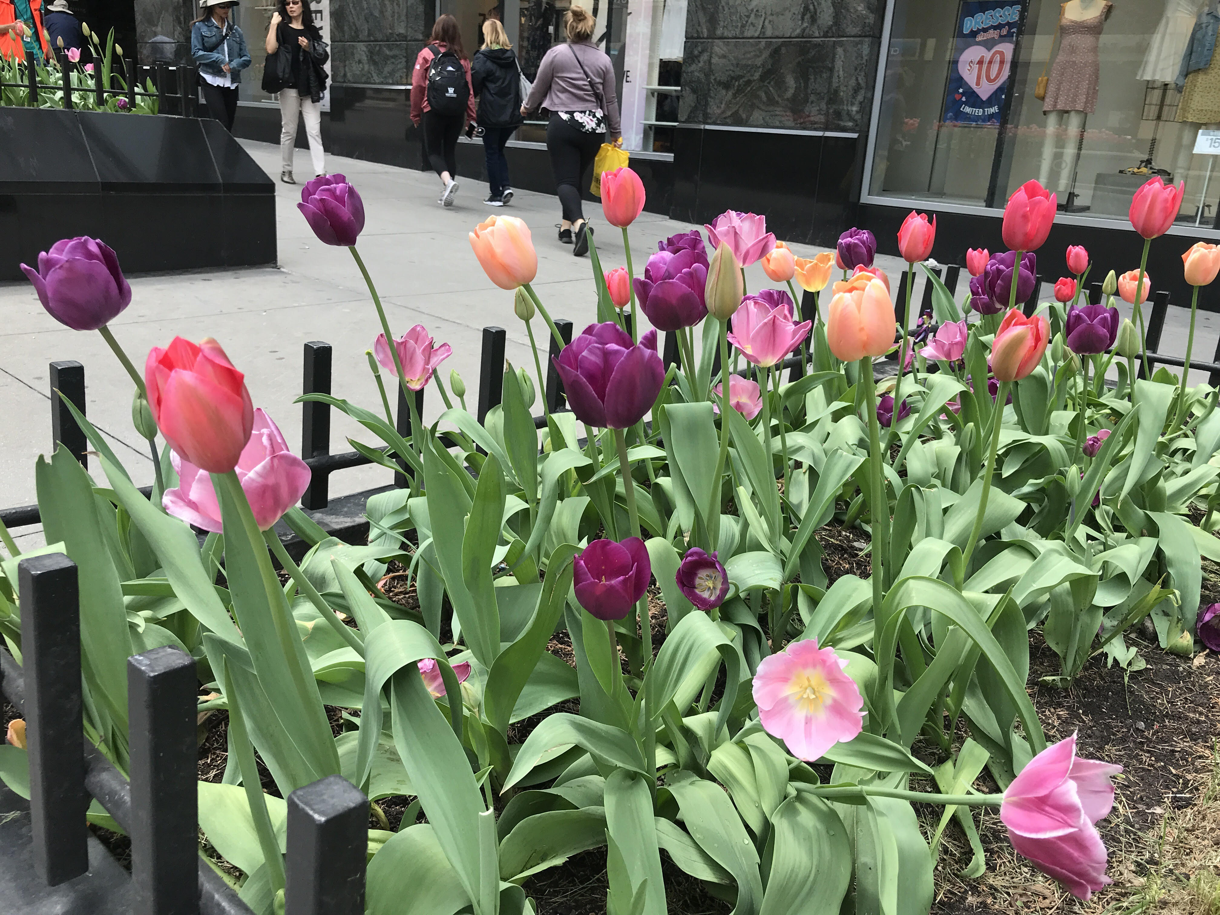 El secreto de los 110,00 tulipanes que florecen en Chicago – Telemundo
