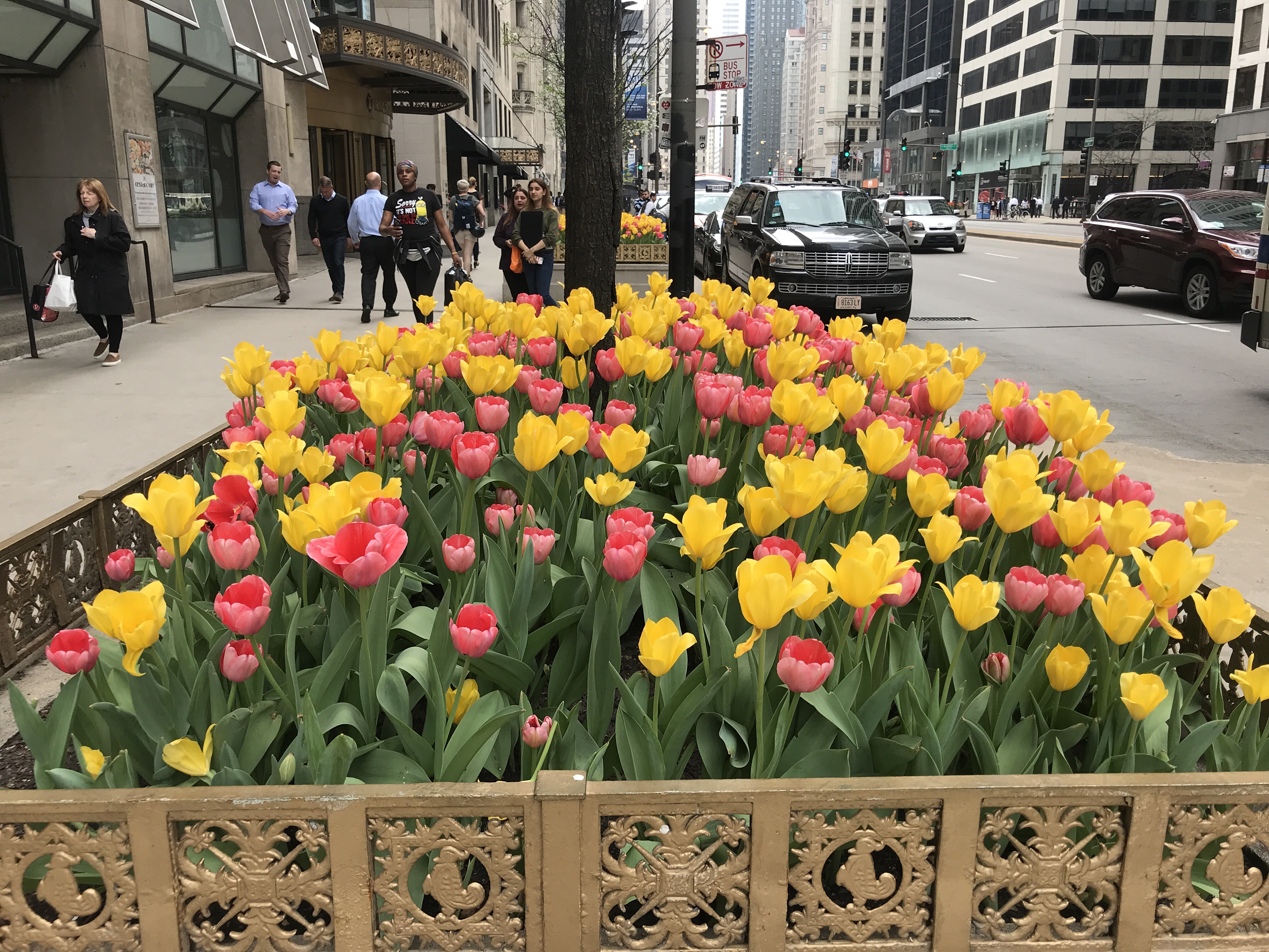 El secreto de los 110,00 tulipanes que florecen en Chicago – Telemundo