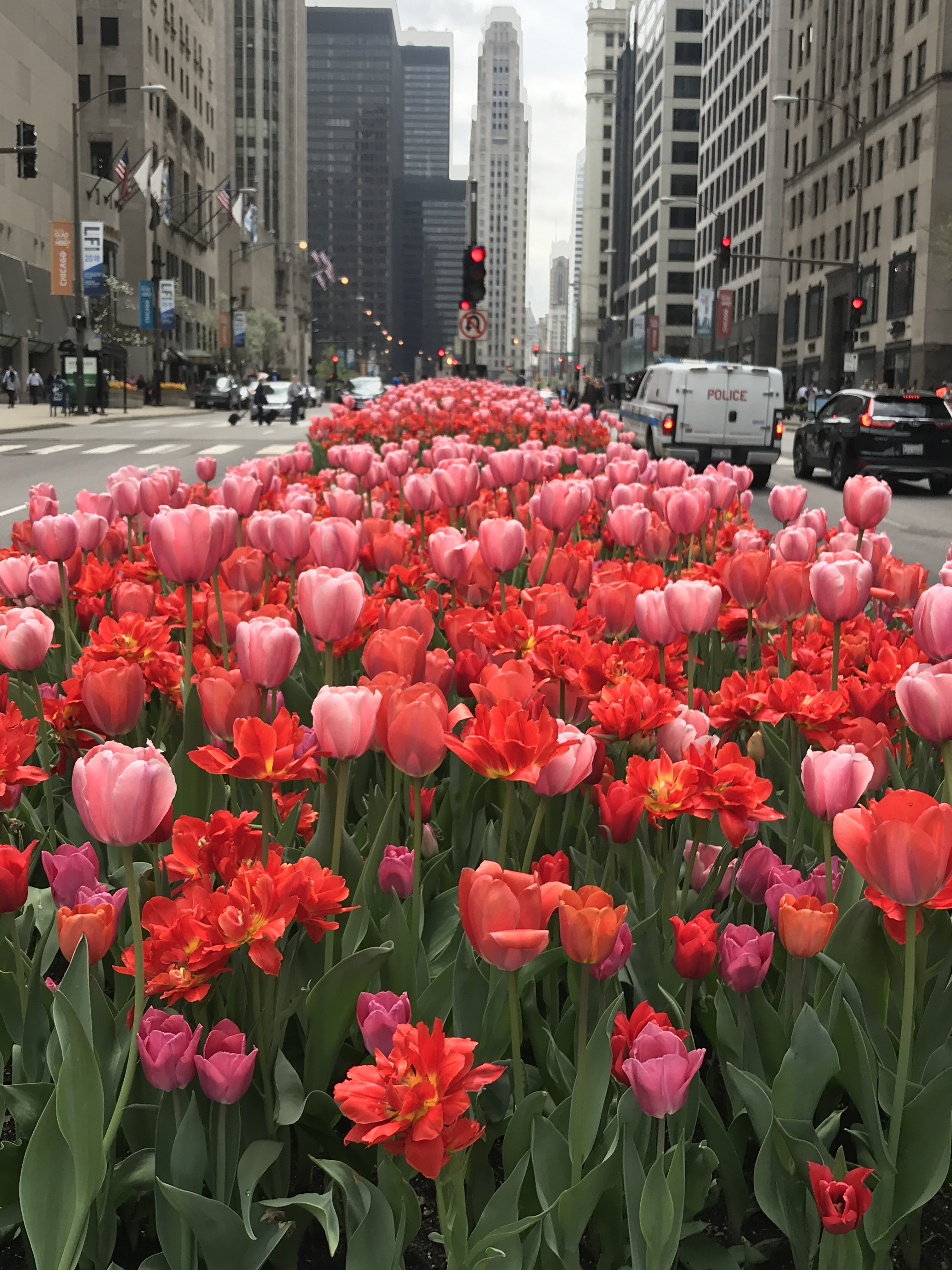 El secreto de los 110,00 tulipanes que florecen en Chicago – Telemundo