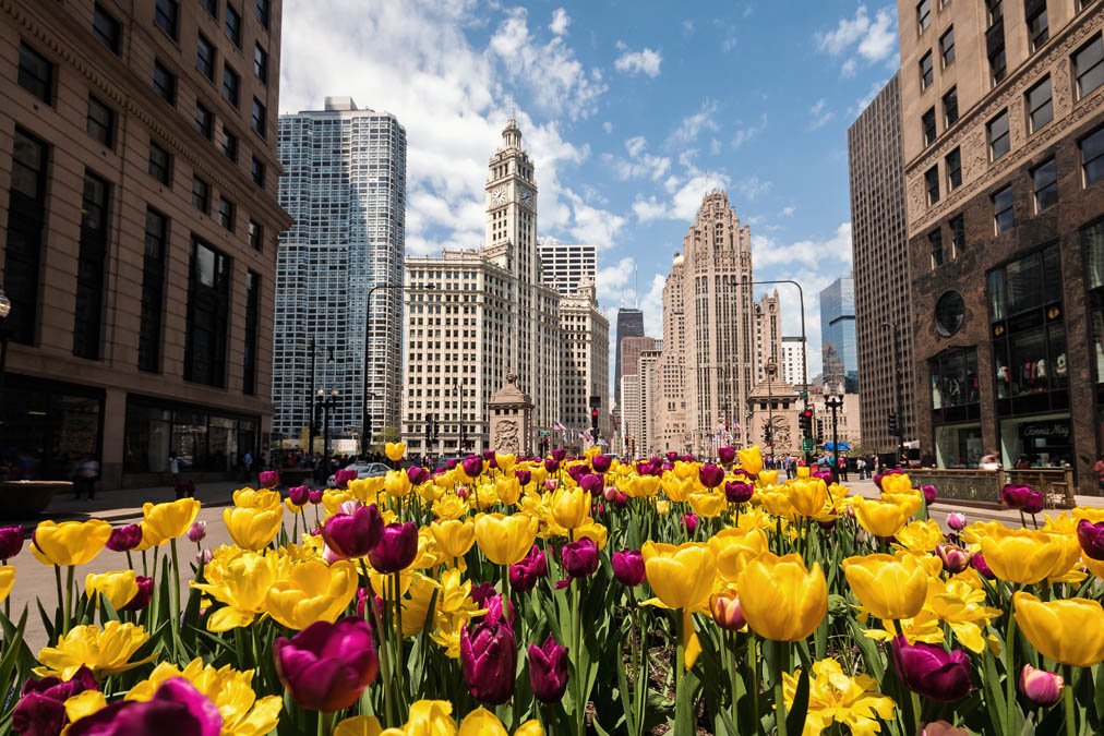El secreto de los 110,000 tulipanes que florecen en Chicago – Telemundo Chicago