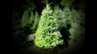 vlcsnap-2015-06-04-10h33m16s2221