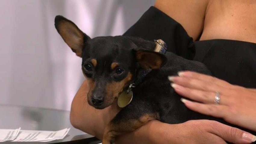 Clear_the_Shelters_with_The_Little_Shelter
