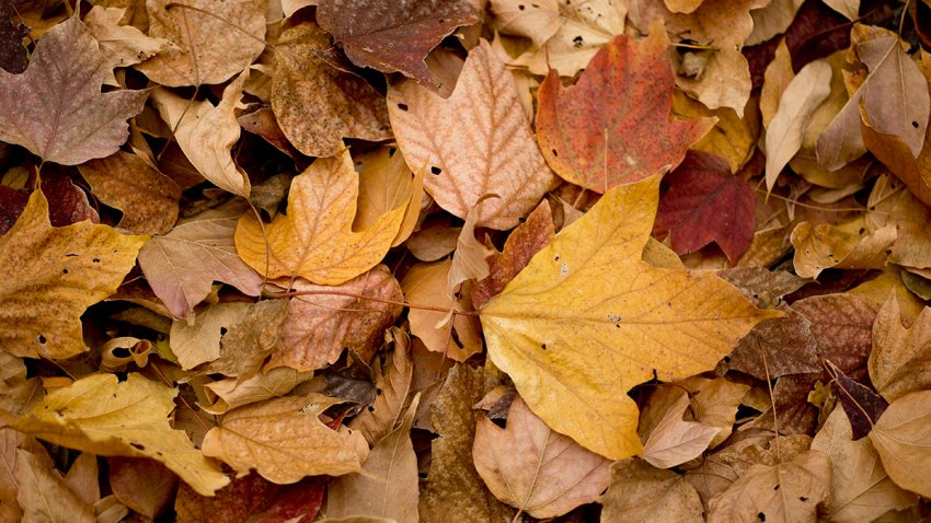 [PHI] Autumn Leaves