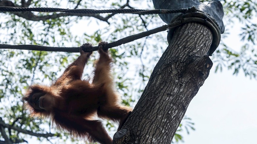 SANDRA-ORANGUTAN-ARGENTINA