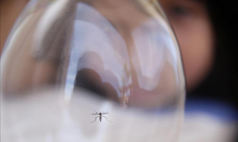 TLMD-mosquito-zancudo-EFE-11486340w