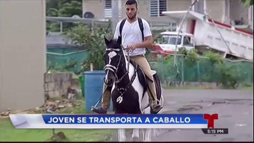 caballo joven telenoticias