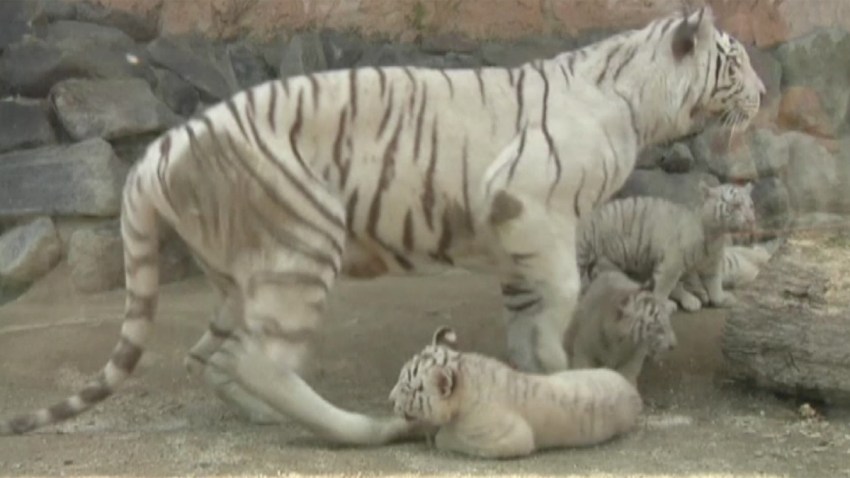 cachorros-tigre-blanco-japo