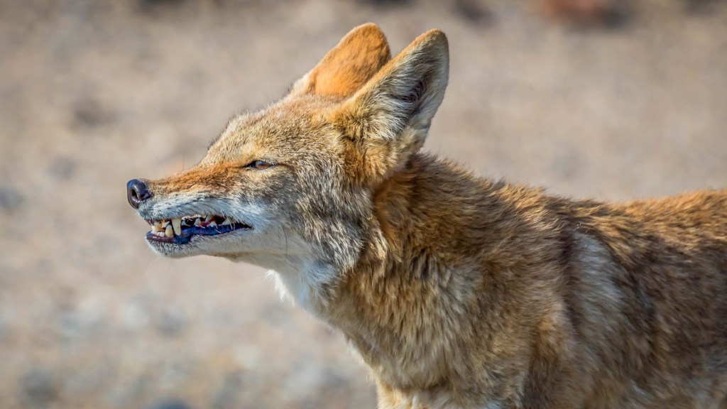 ¿Qué hacer si te encuentras con un coyote