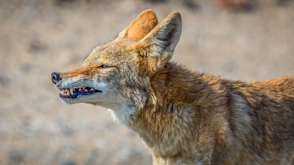 ¿Qué hacer si te encuentras a un coyote