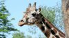 Zoológico de Brookfield anuncia días de entrada gratis para niños