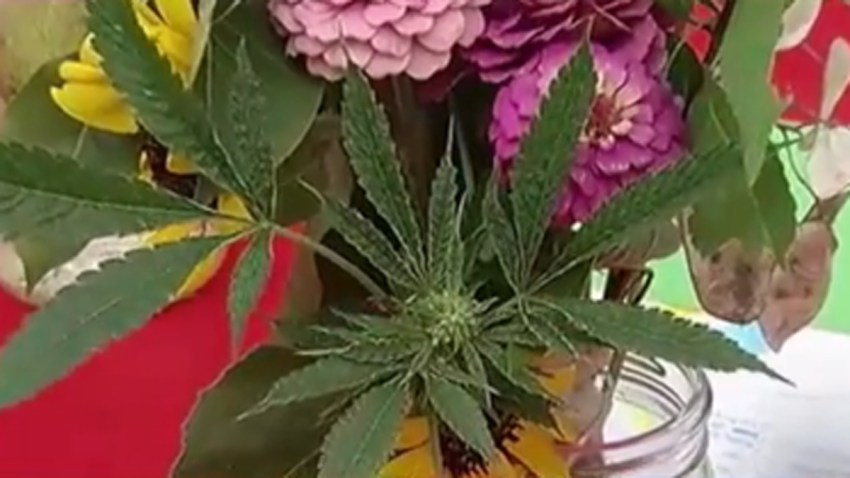 marihuana-compite-feria