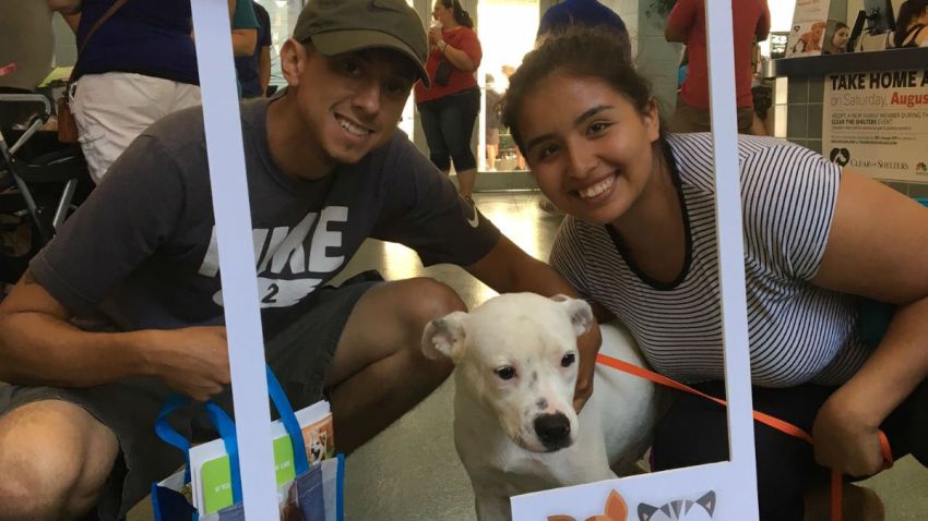 paws chicago