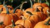 Huertos de calabazas y granjas para visitar este otoño en el área de Chicago