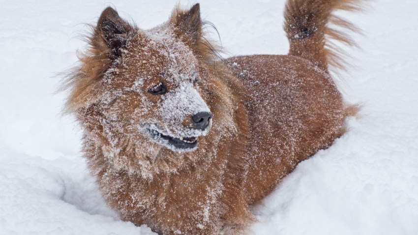 Cold Dogs