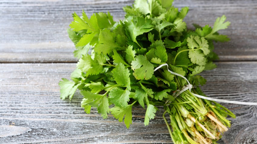 Cilantro