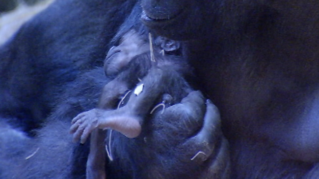 tlmd_babygorilla1