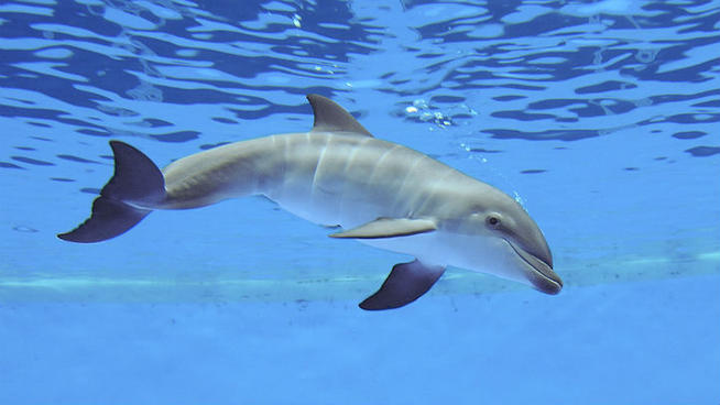 tlmd_brookfieldbabydolphin