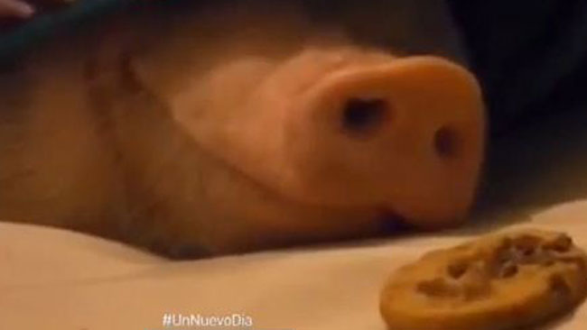 tlmd_cerdo_galleta_ok