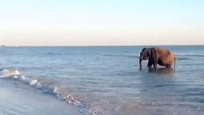 tlmd_elefante_playa_ok