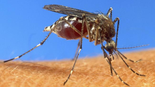 tlmd_mosquitoapjpg_bim