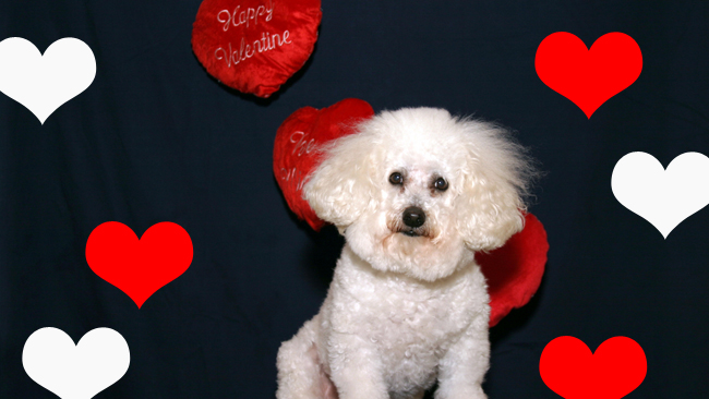 tlmd_sanvalentinss