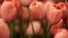 Pronto arranca el cuarto festival anual de tulipanes en Spring Grove