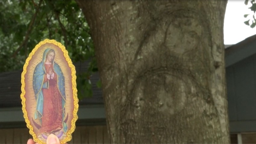 virgenarbol-houston