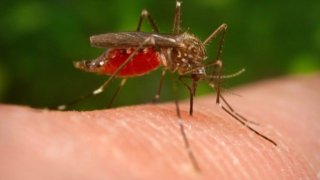 virus-del-nilo-mosquito-en-arizona-inundaciones