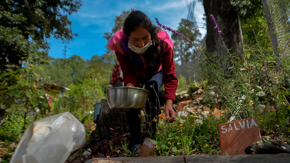 Plantas ancestrales renacen en sureste mexicano para combatir la pandemia –  Telemundo Chicago