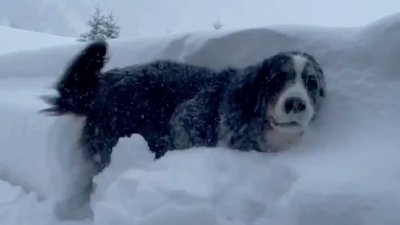 Perro Alcalde De Ciudad En Colorado Juega Con La Nieve Que Se Acumula En Su Patio Telemundo Chicago