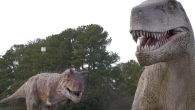Dino Safari Aventura Prehistorica Desde Tu Auto En Aurora Telemundo Chicago
