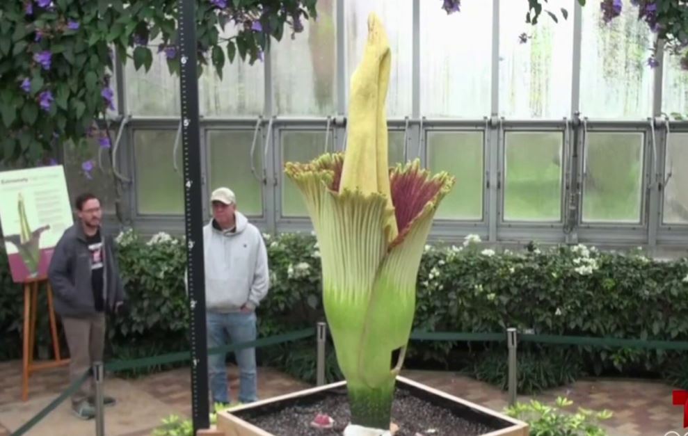 Jardín Botánico de Chicago comenzará a cobrar entrada – Telemundo Chicago