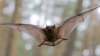 Hombre muere de rabia tras ser mordido por un murciélago en Illinois