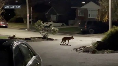 Cómo proteger a tus mascotas de los ataques de coyote